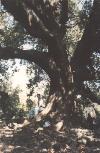 Ilice grande quercia secolare